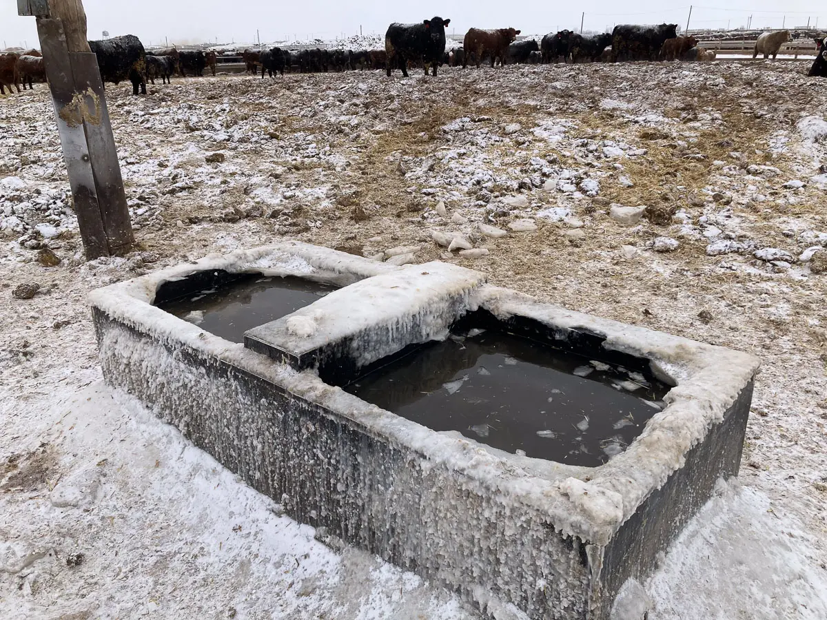 450 Head Waterer in Cold Prairie Winter